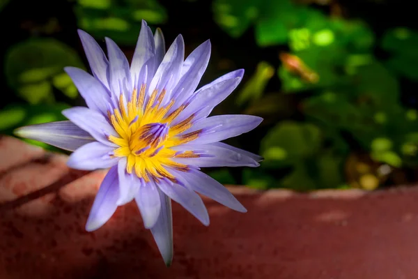 Lotus flower close up — Stock Photo, Image