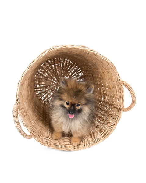 Померанская собака в корзине — стоковое фото
