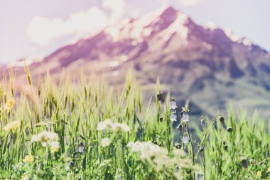 Çiçek alan kar dağ ve güneşli bir gün, Keşmir, Hindistan. Len parlama.