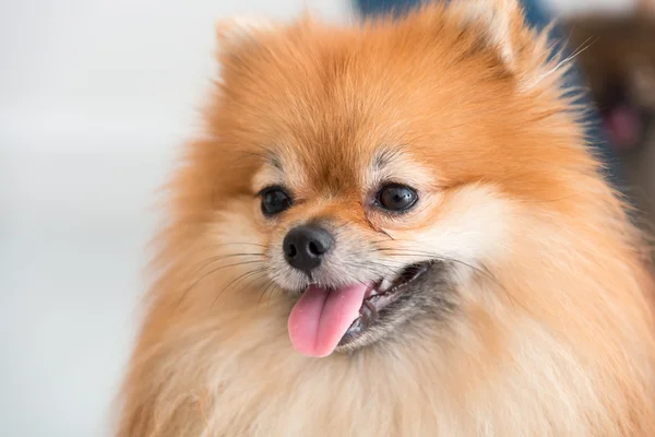 Pomeranian cão bonito animais de estimação feliz em casa — Fotografia de Stock