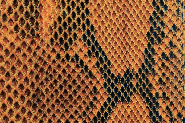 Pele de cobra com o padrão — Fotografia de Stock