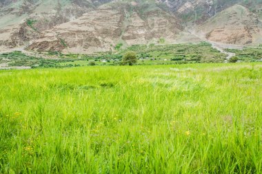 Buğday-alan Hindistan