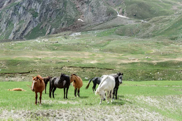 Wild horses grazing — Stock Photo, Image