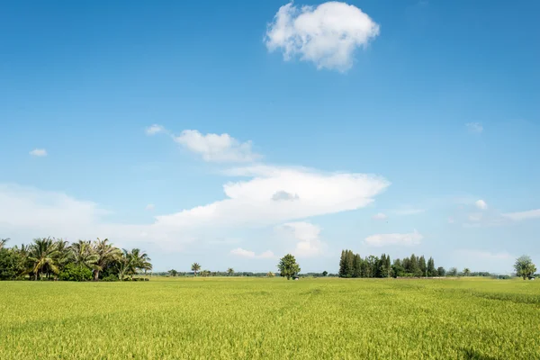 Paddy filed with blue sky — Stock Photo, Image