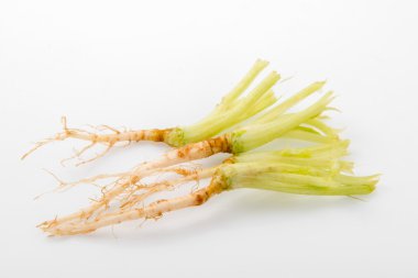 Kereviz kökleri üzerinde beyaz