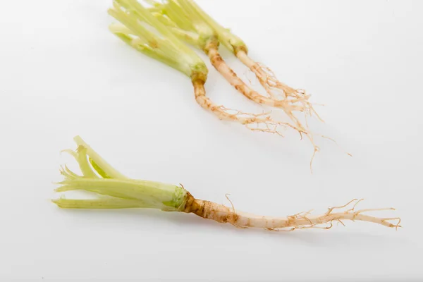 Celery roots on white — Stock Photo, Image