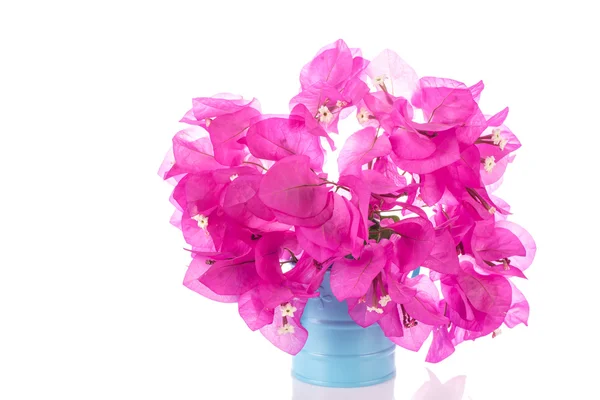 Rosa bougainvillea blomster – stockfoto