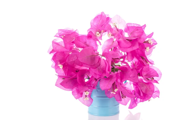 Fiori di Bougainvillea rosa — Foto Stock