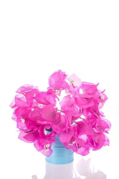 Pink Bougainvillea flowers — Stock Photo, Image
