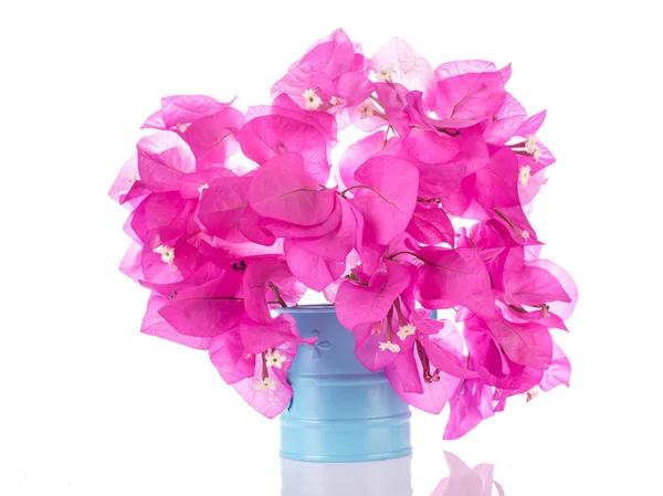 Fiori di Bougainvillea rosa — Foto Stock