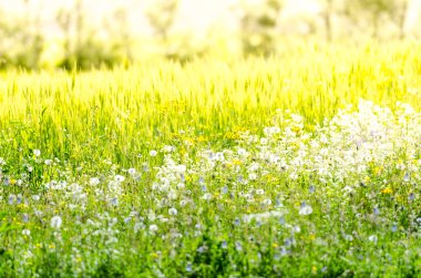 Hardal çiçeği ve arpa alan
