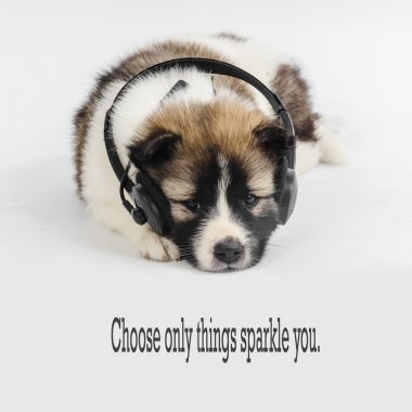 Mesaj ile müzik dinlerken kulaklık ile köpek yavrusu seçin