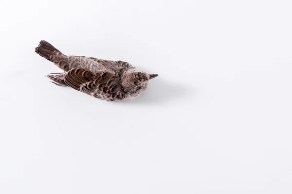 Dead bird background in nature, isolated dead bird on white. — Stock Photo, Image