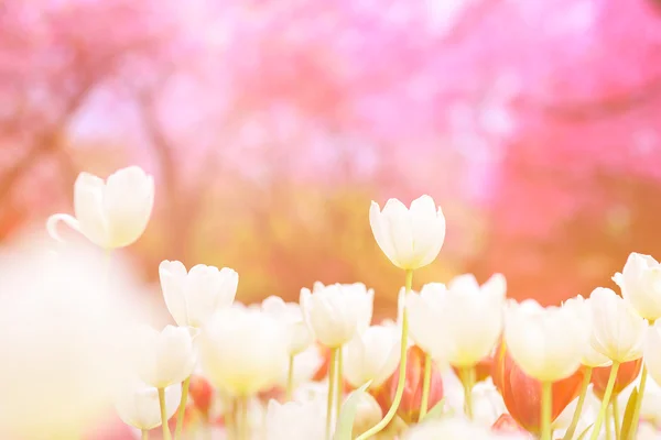 Weiße Tulpen mit rosafarbenem Hintergrund. — Stockfoto