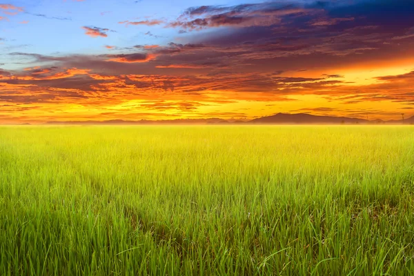 Rijst veld met zonstijging. — Stockfoto