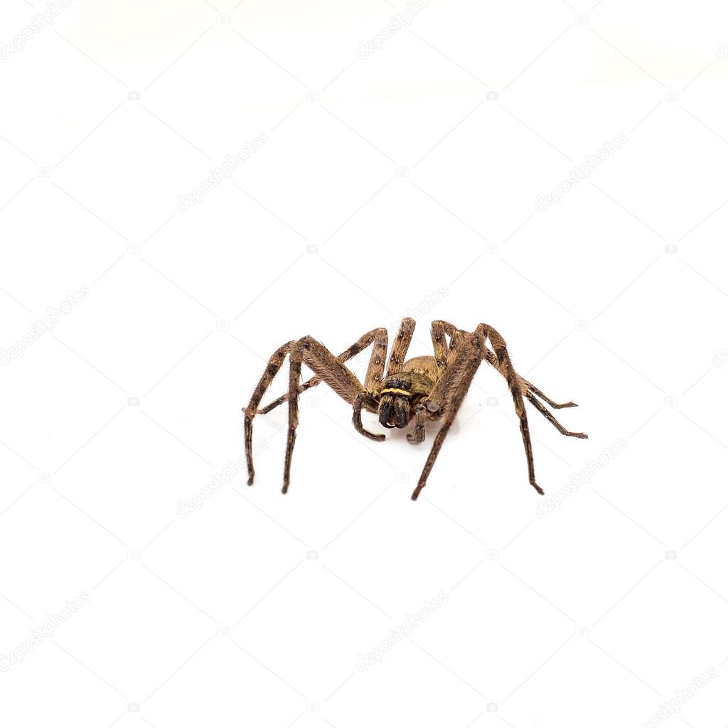 Brown recluse spider isolated on white