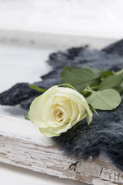 One white rose on blue-grey fur — Stock Photo, Image