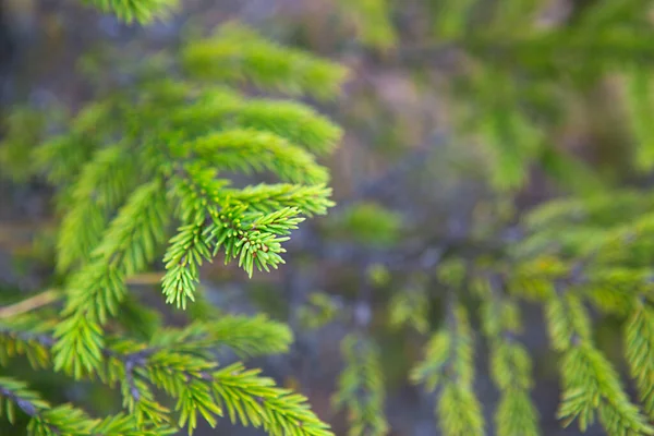 Gałąź Świerkowa Krótkimi Igłami Bliska Naturalne Tło Zielona Tekstura Choinki — Zdjęcie stockowe