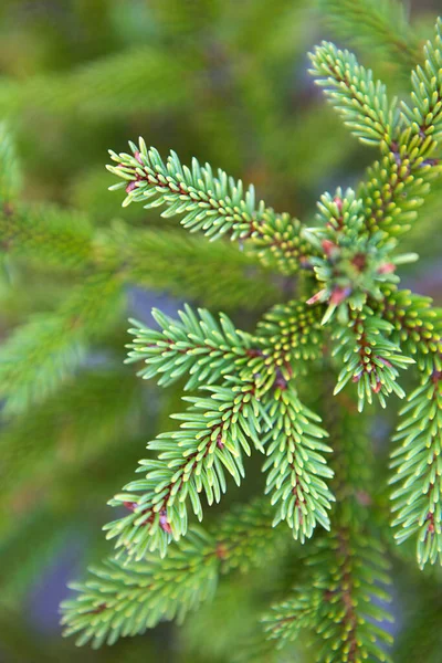 Spruce Branch Short Needles Close Natural Background Green Christmas Tree — Stock Photo, Image