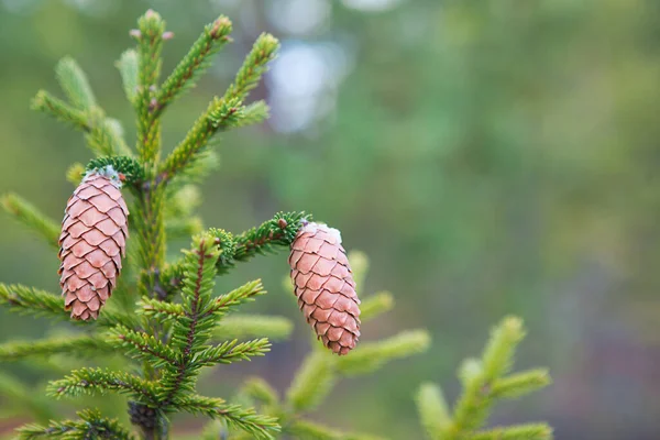 Pinecone Świerku Zbliżenie Naturalnym Zielonym Tle Choinka Wiecznie Zielone Iglaste — Zdjęcie stockowe