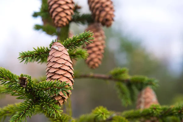 Pinecone Egy Fenyő Közelkép Egy Természetes Zöld Háttér Karácsonyfa Örökzöld — Stock Fotó