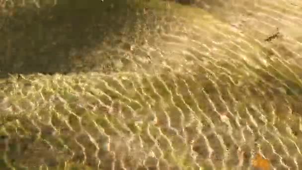 산속의 물에는 구글거리고 물결같은 소리가 납니다 노란색 바닥을 수있습니다 사이에서 — 비디오