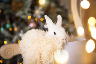 Beyaz yuvarlak bir kutunun içinde beyaz bir tavşan oturuyor. Noel süsü, ışık çelenkli Noel ağacı. Yeni yıl. Evcil hayvanlar evde, hayvan hediye.