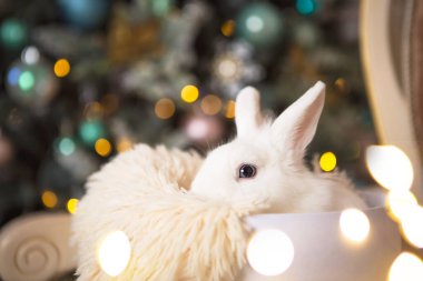 Beyaz yuvarlak bir kutunun içinde beyaz bir tavşan oturuyor. Noel süsü, ışık çelenkli Noel ağacı. Yeni yıl. Evcil hayvanlar evde, hayvan hediye.