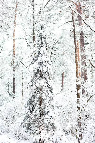 Заснеженные Деревья Лесу После Снегопада Ель Сосны Белом Природном Фоне — стоковое фото