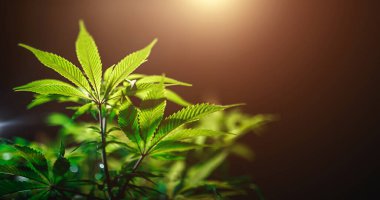 Yeşil kenevir yaprağı güneş ışığı ve parıltıyla siyah arkaplanı kapatır. Tıbbi marihuana ekimi. Boşluğu kopyala