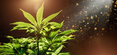 Yeşil kenevir yaprağı güneş ışığı ve parıltıyla siyah arkaplanı kapatır. Tıbbi marihuana ekimi. Boşluğu kopyala