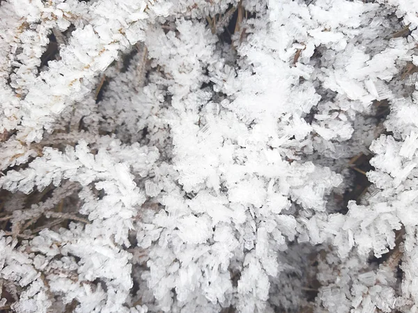 Кристали Льоду Сухій Траві Морозний Візерунок Природі Взимку Від Морозів — стокове фото