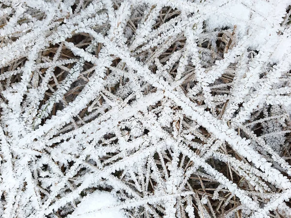 干草上的冰晶 大自然的霜冻花纹是由霜冻和白雪造成的 文字空间 — 图库照片