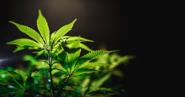 Yeşil kenevir yaprağı güneş ışığı ve parıltıyla siyah arkaplanı kapatır. Tıbbi marihuana ekimi. Boşluğu kopyala