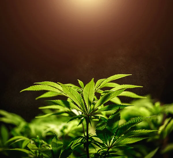 Hoja Cannabis Verde Sobre Fondo Negro Con Rayo Sol Resplandor — Foto de Stock