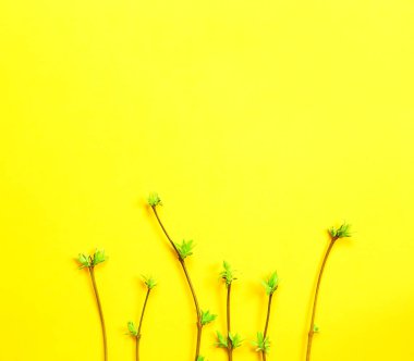 Sarı arka planda dalların filizlendiği açık filizlerin narin küçük yaprakları. Bahar, yeni bir hayatın başlangıcı. Boşluğu kopyala