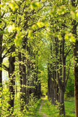 An alley of trees with young, fresh spring foliage. Naturalness, ecology, springtime. Copy space, background