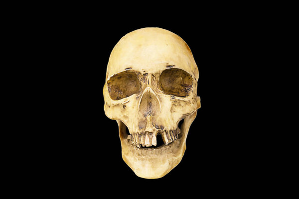 A model of a human skull on a black background, isolated. Head bone, eye sockets, teeth-a concept for science, medicine, Halloween. Copy space.