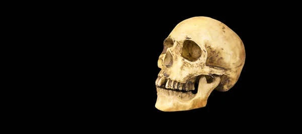 A model of a human skull on a black background, isolated. Head bone, eye sockets, teeth-a concept for science, medicine, Halloween. Copy space.