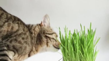 İştahı olan benekli bir kedi evde çömlekten ot yer. Hayvanların sağlığı ve vitaminleri için filizlenmiş yulaflar..