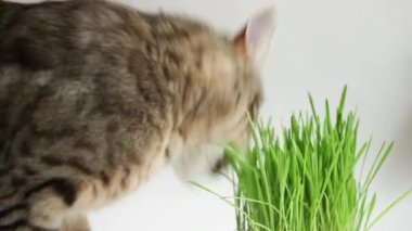 İştahı olan benekli bir kedi evde çömlekten ot yer. Hayvanların sağlığı ve vitaminleri için filizlenmiş yulaflar..