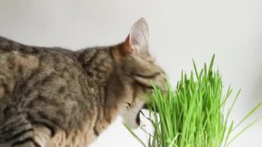 İştahı olan benekli bir kedi evde çömlekten ot yer. Hayvanların sağlığı ve vitaminleri için filizlenmiş yulaflar..