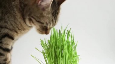 İştahı olan benekli bir kedi evde çömlekten ot yer. Hayvanların sağlığı ve vitaminleri için filizlenmiş yulaflar..