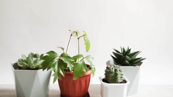 Cuidado Plantas Interior Una Mano Con Una Pistola Pulverizadora Rocía — Vídeos de Stock