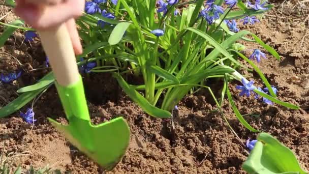 Gartenblumen Den Boden Hof Pflanzen Das Beet Pflegen Frühlingsblumen Schneeglöckchen — Stockvideo