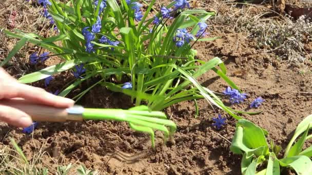 在花园里种花 在院子里种花 照料花坛 春天里兰花飘雪 女人的手松开泥土 用园艺工具 — 图库视频影像