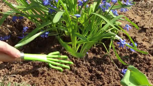 Plantación Flores Jardín Suelo Patio Cuidado Cama Flores Primavera Flores — Vídeos de Stock