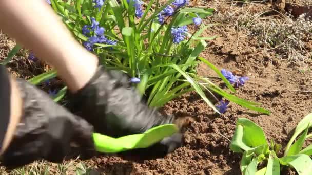 Tuinbloemen Planten Grond Tuin Zorgen Voor Het Bloembed Lente Blauwe — Stockvideo