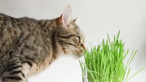 一只有食欲的斑点猫在家里吃锅里的草 用于宠物健康和维生素的发芽燕麦 — 图库视频影像