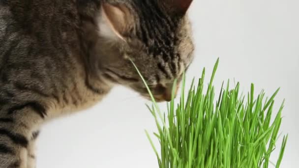 Gato Manchado Com Apetite Come Grama Casa Pote Aveia Germinada — Vídeo de Stock